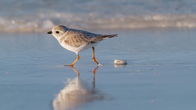 Piping plovers are among birds that nest in Sea Isle City. (Photo courtesy of Audubon.org)