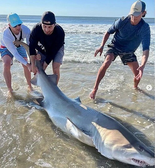 Fishermen show off what appears to be a sand tiger shark that they caught last summer off the beach in Sea Isle City. (Photo courtesy of SIC Chatter Facebook forum)