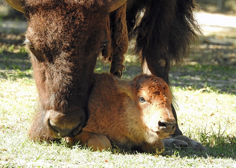 Bison mom nuzzles her new calf. (Courtesy of Cape May County Zoo)