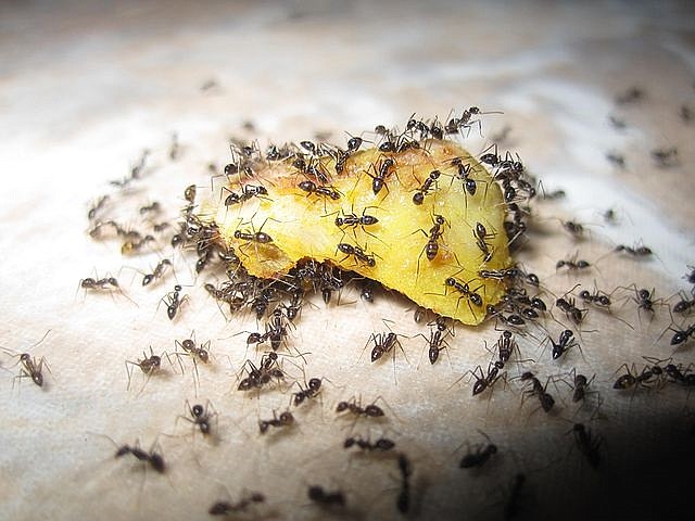 Ants swarm over a piece of fruit.