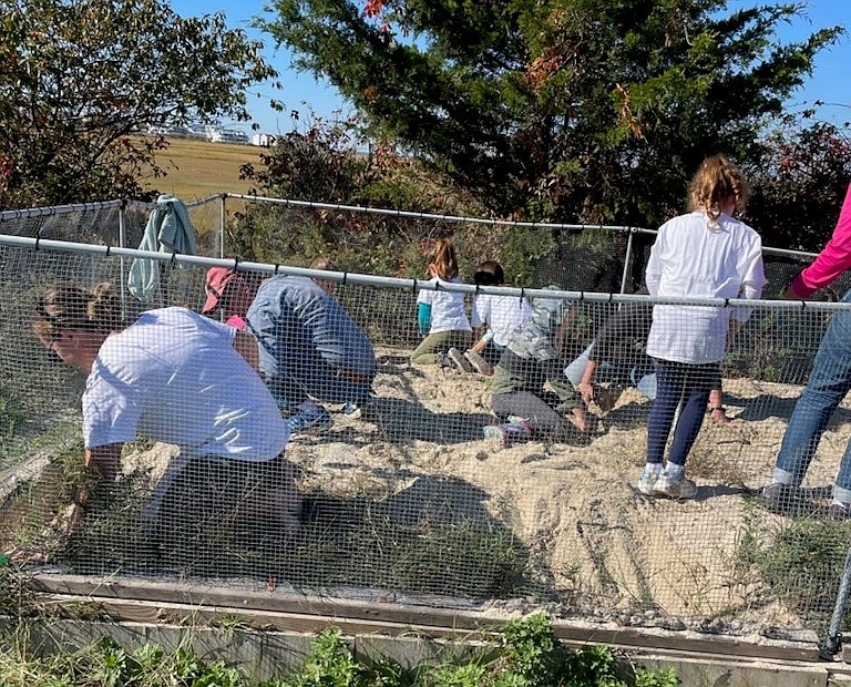 Volunteers dig to carefully uncover tiny terrapins at two nesting boxes behind the library in Sea Isle. (Photo courtesy of Steve Ahern)