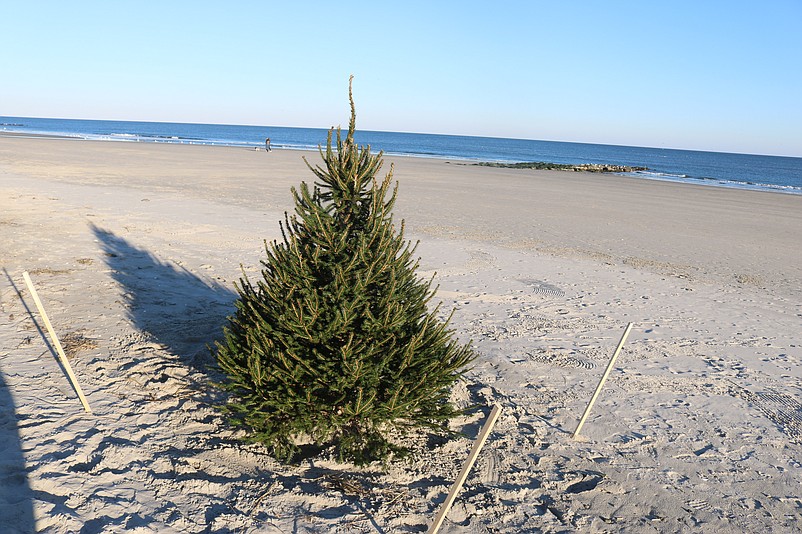 The tree, before the decorations are added, is anchored in the sand with wood stakes and ropes to protect it from the winds.