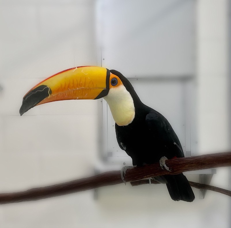 Head to the Cape May County Zoo to check out the new toucans. (Photo courtesy of Cape May County)