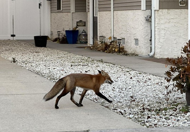 A red fox believed to be the same one making the rounds in Sea Isle City for a few months is spotted at a home on 52nd Street. (Photo courtesy of Facebook forum SIC Chatter)