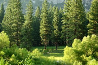 Heritage Reforestation Inc reviews