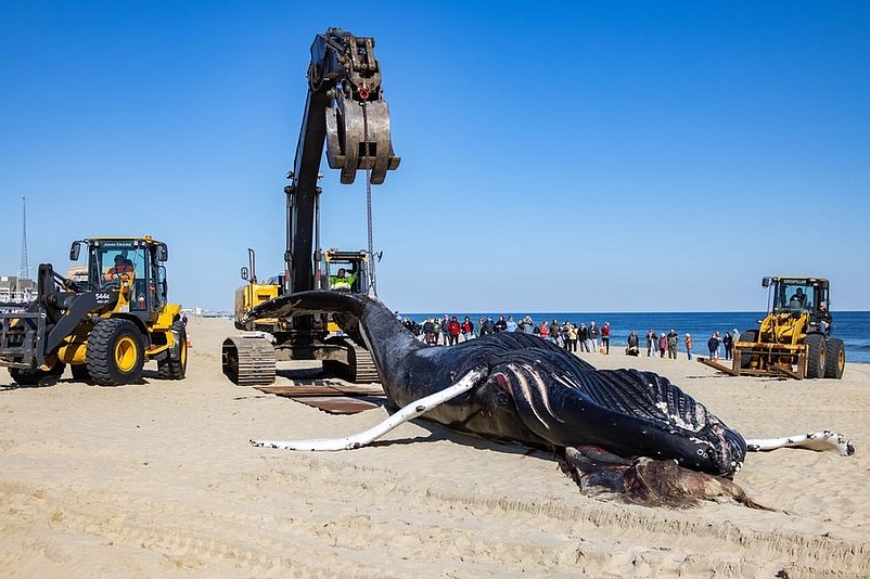 A dead humpback whale washes up on the beach in Manasquan, N.J., on Feb. 13. (Photo courtesy of Marine Mammal Stranding Center)