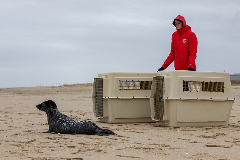 A gray seal nursed back to good health is returned to the ocean by the Marine Mammal Stranding Center in February. (Courtesy of MMSC Facebook page)