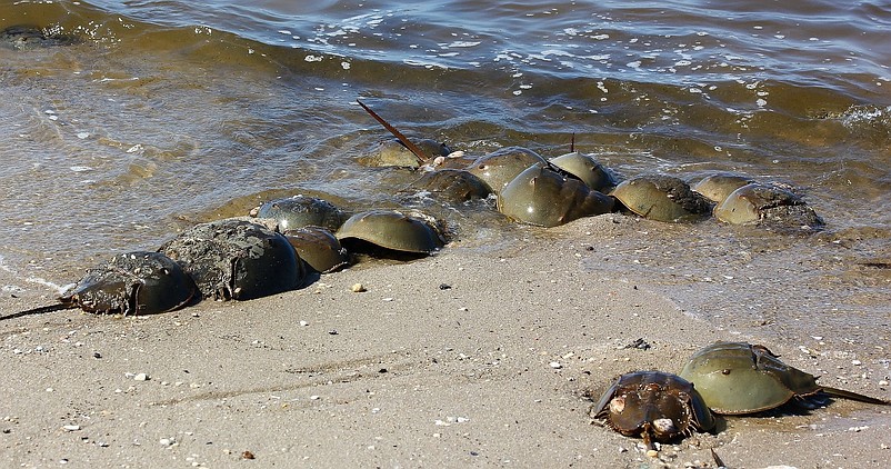 Spectators will see horseshoe crabs. 