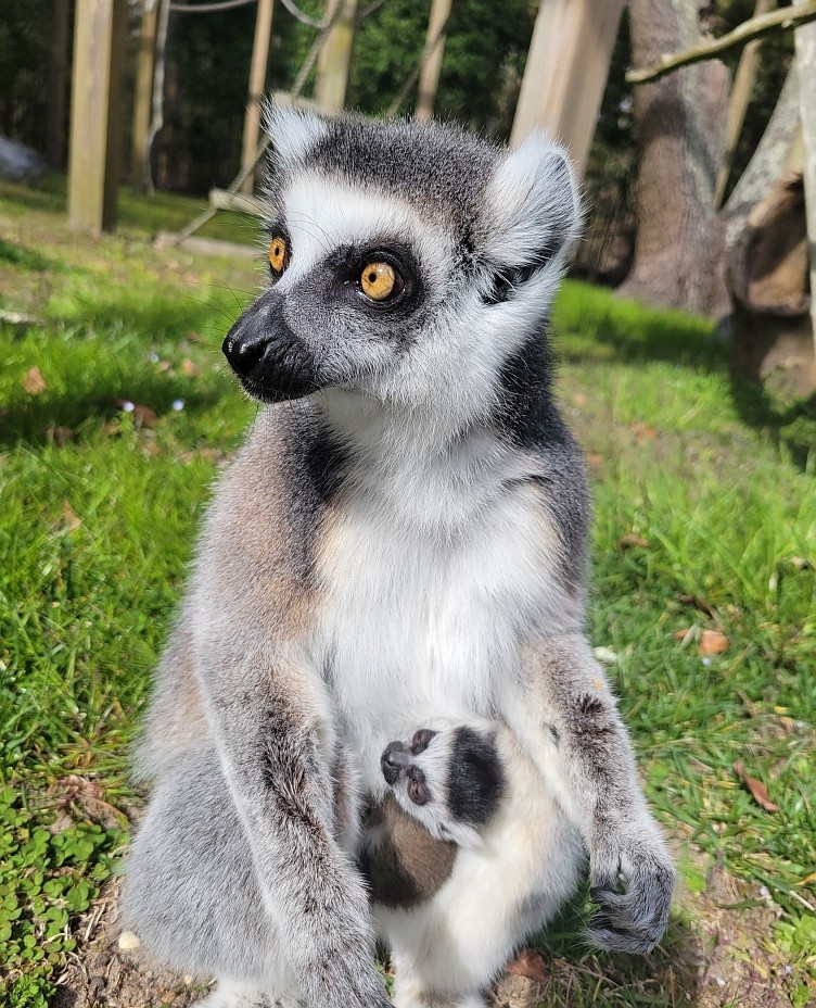 The zoo’s female ring-tailed lemur, named Falana, cares for her newborn.