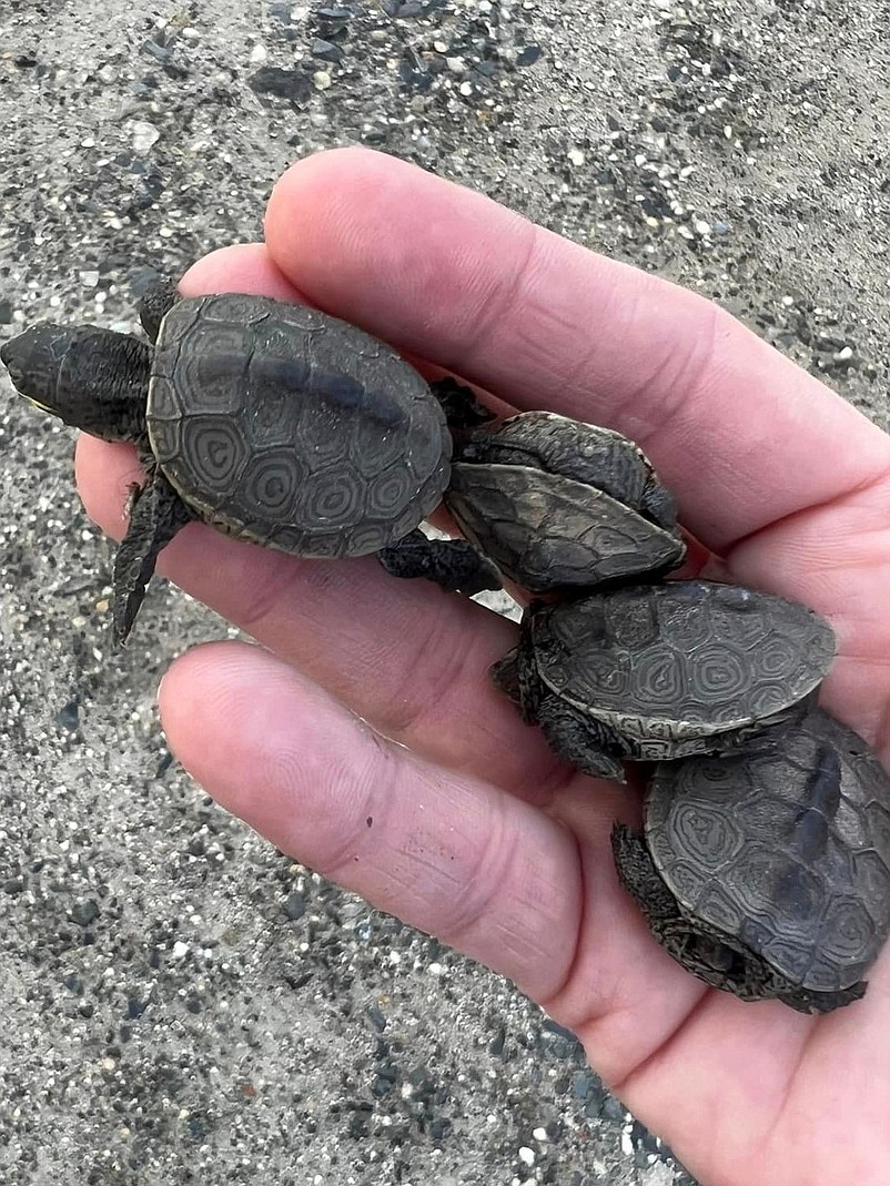 Baby diamondback terrapins are emerging from their winter hibernation. (Facebook photo courtesy of Jackie O'Brien)