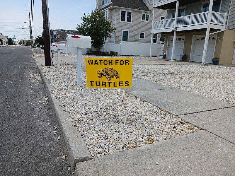 The bright yellow turtle signs help to raise awareness about turtle crossing.