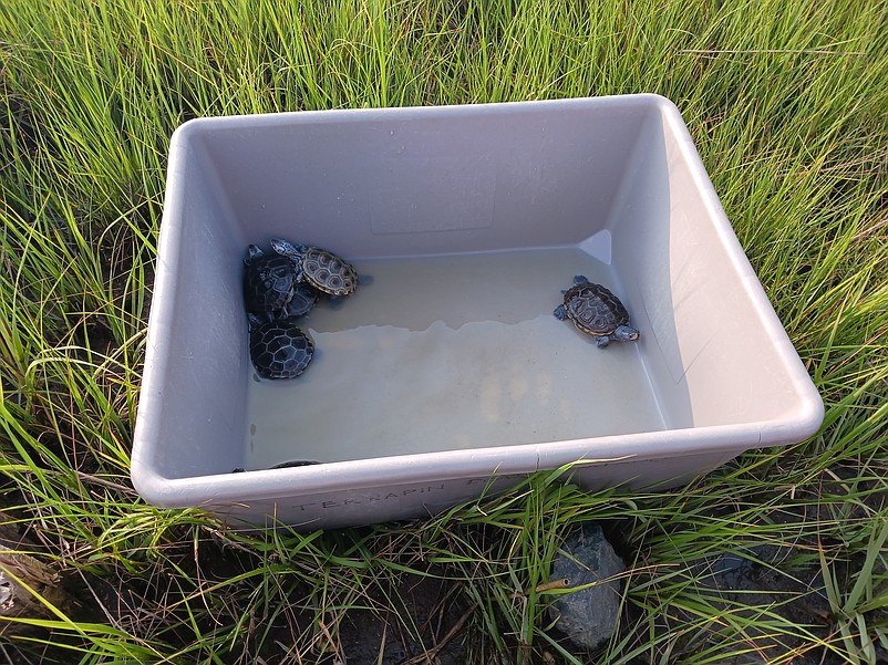 Diamondback terrapins are held in a plastic tub before they are set free.