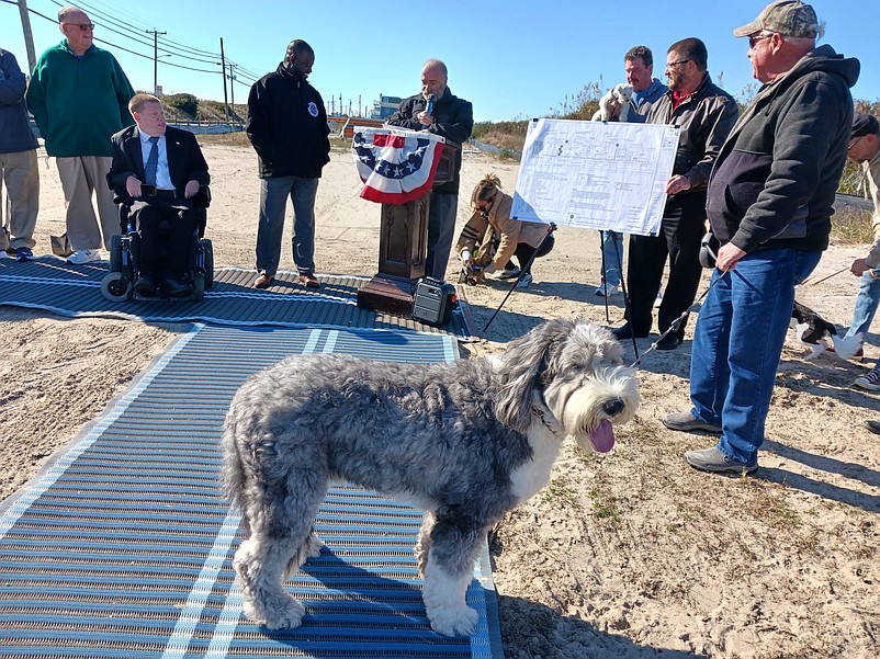 Seamus stands quietly while the groundbreaking ceremony unfolds for the dog park.