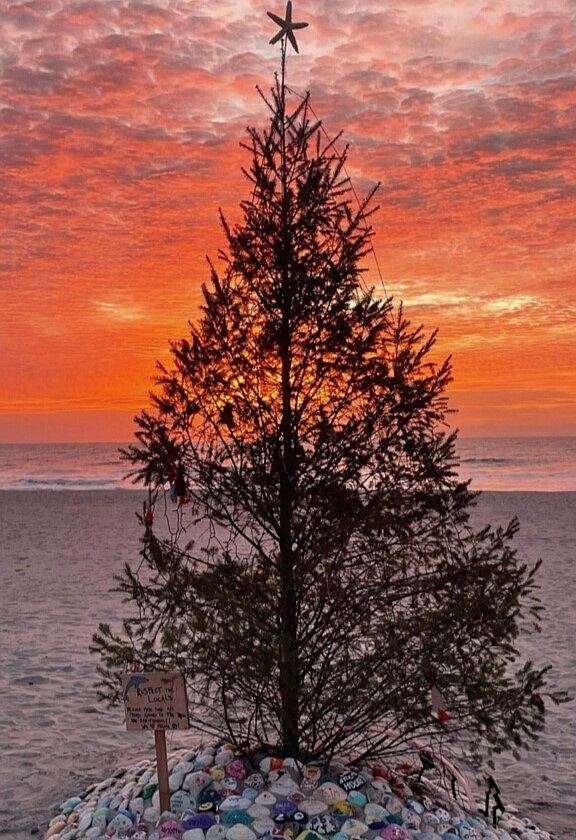 The North Street Tree adorned with shells. (Photo courtesy of Sue McElwee)