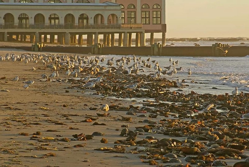 Piles of horseshoe crabs litter the beaches in Ocean City during the storm. (Photo courtesy of Jim McHugh)