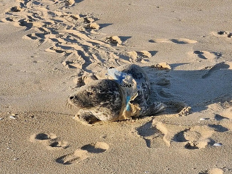 This seal pup is found in Beach Haven with plastic wrapped around its neck. (Photo courtesy of the MMSC)