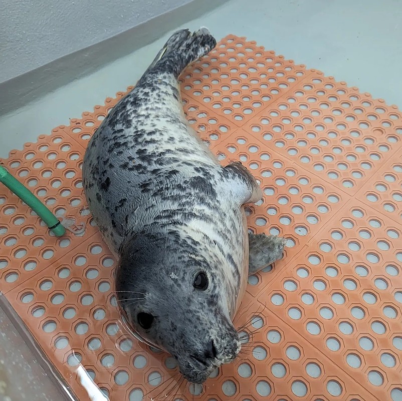 This seal pup was found on March 26 in Ocean City and is recovering at the center.