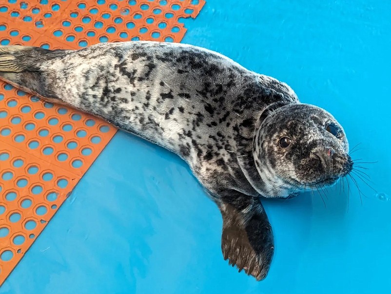 This female seal found on the 66th Street beach in Sea Isle City in February moved to the pool.