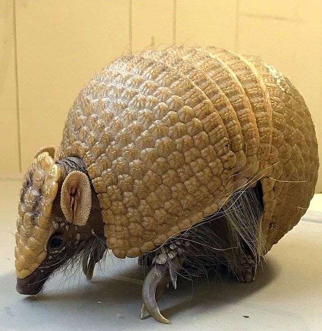 The Cape May County Zoo's armadillo is one of the "ambassador animals."