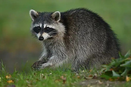 Raccoons are among the wildlife that will receive the rabies vaccine bait. (Photo iStockphoto.com)