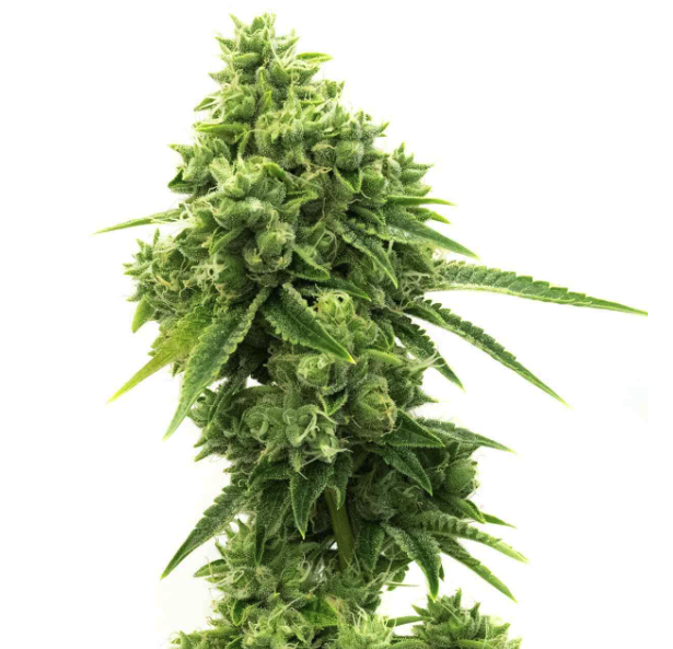 OG Kush Feminized Cannabis Plant