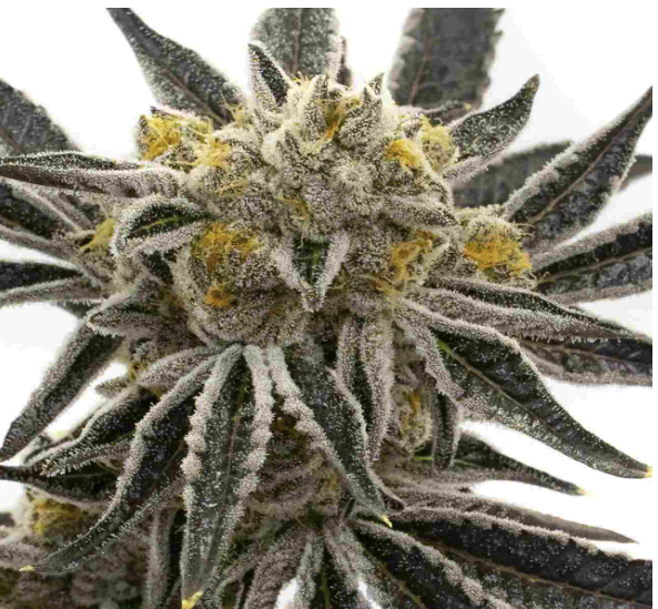 Granddaddy Purple Cannabis Plant