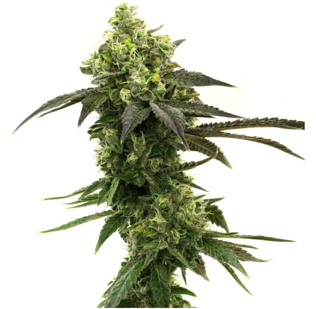 Gorilla Glue #4 Feminized Cannabis Plant