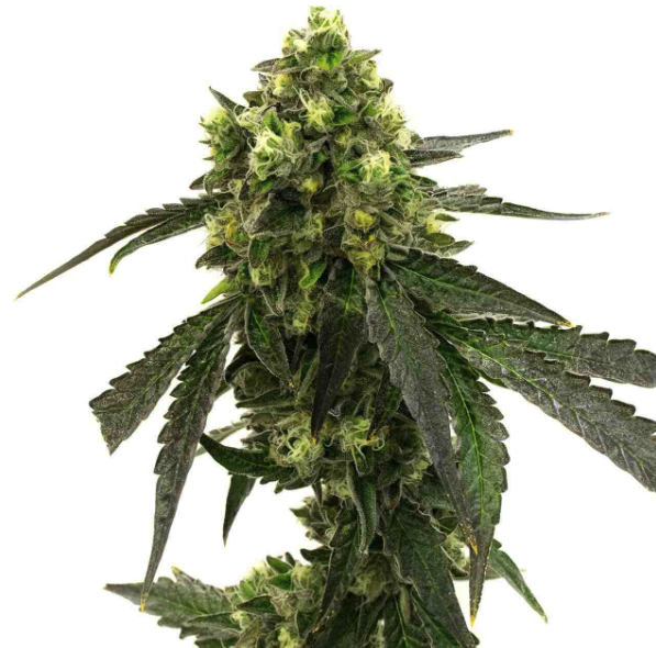 Girl Scout Cookies Cannabis Plant