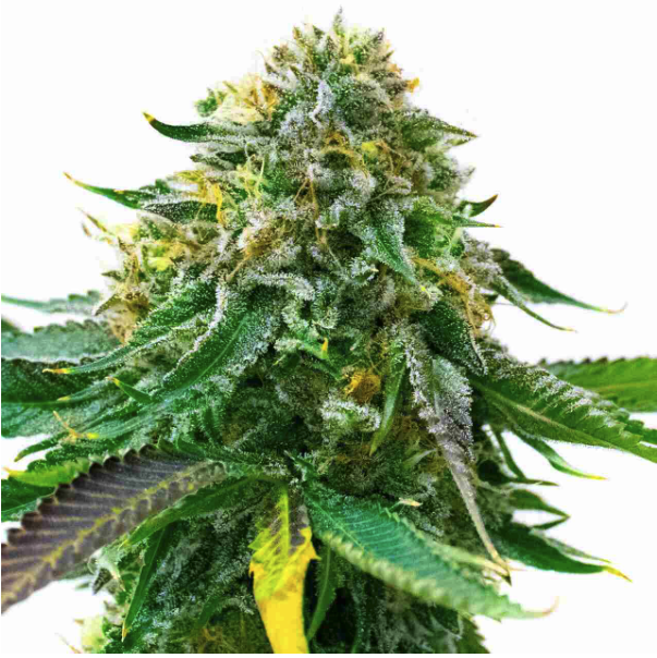 White Widow Autoflower Cannabis Plant