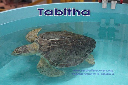 Tabitha, a 140-pound loggerhead rescued in Ocean City, is being treated at the Sea Turtle Recovery hospital in Essex County.