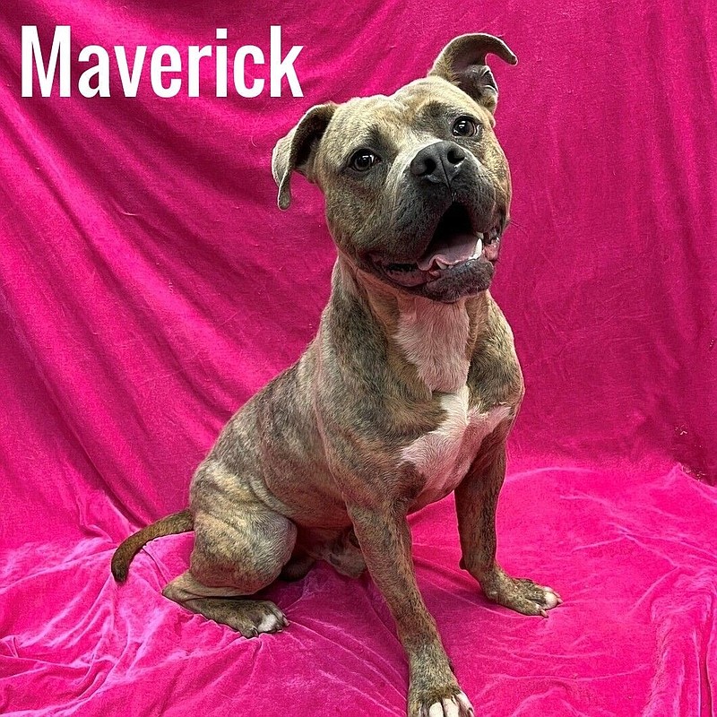 Maverick and many other dogs and cats need forever homes and can be found at the Atlantic County Animal Shelter. (Photo courtesy of atlantic-county.org)