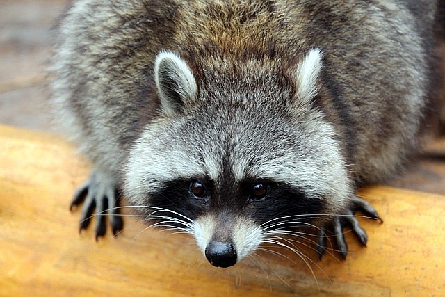 Raccoons are among the wild animals that can carry rabies.