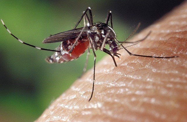 Mosquitoes carry the West Nile virus and other diseases. 