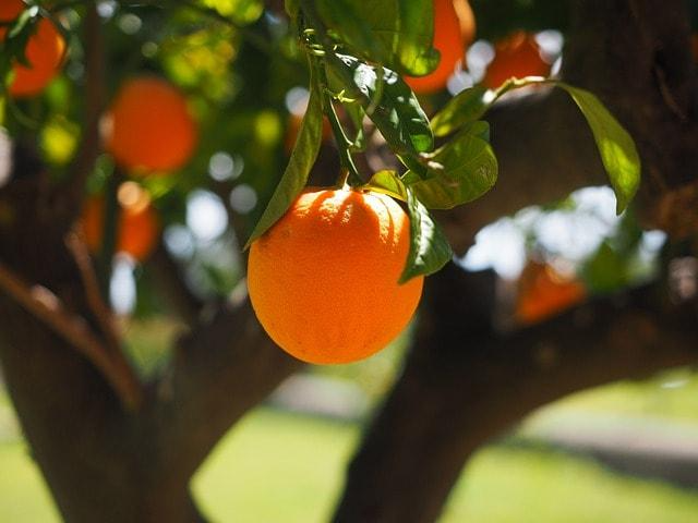 An orange, fruit, tree shows the concept of getting help in Orange County using TRICARE