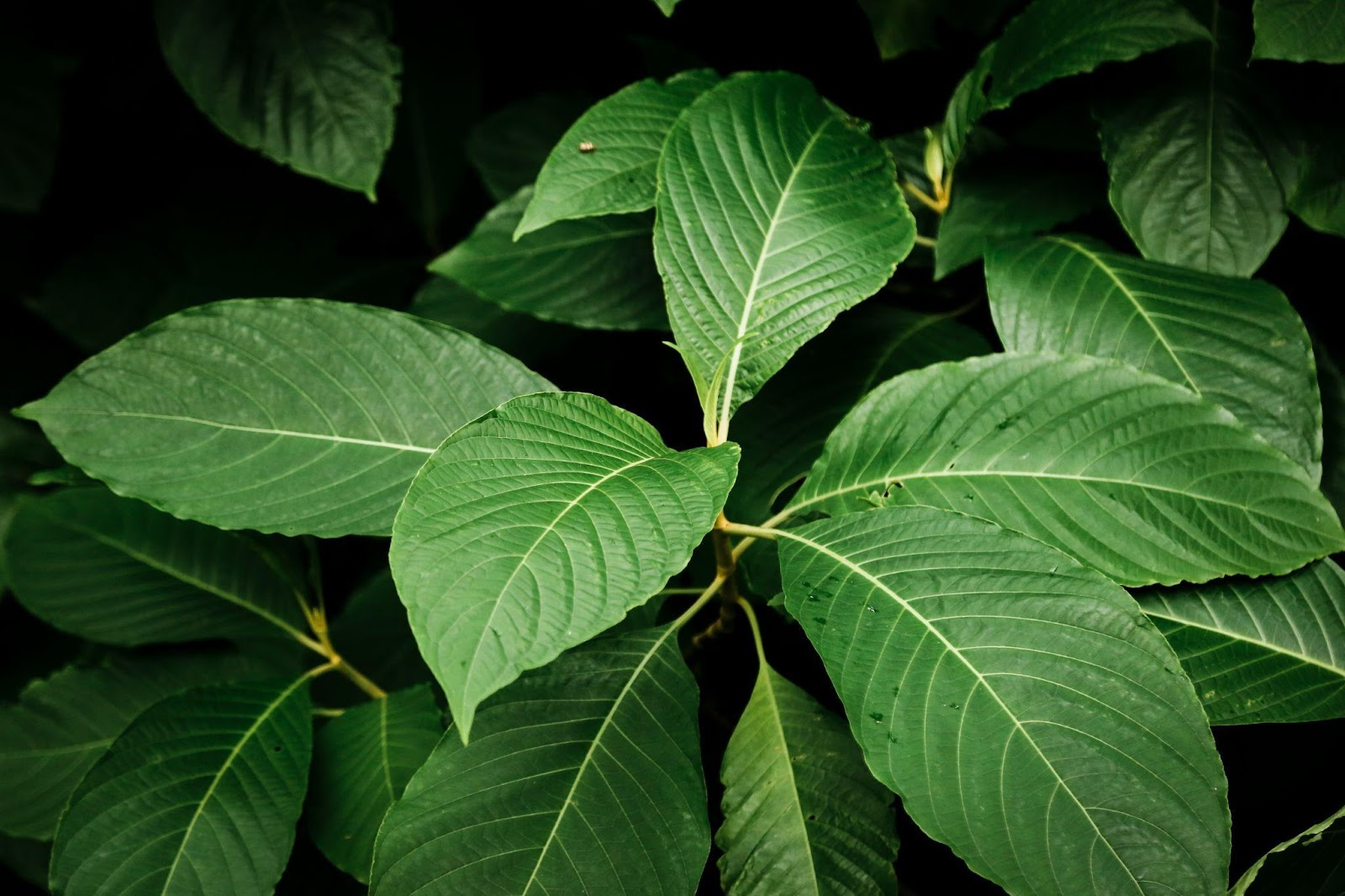 3 Best Kratom Strains For Pain