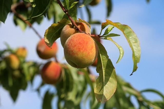 Peaches on a tree limb show the concept of Georgia recovery center efficacy