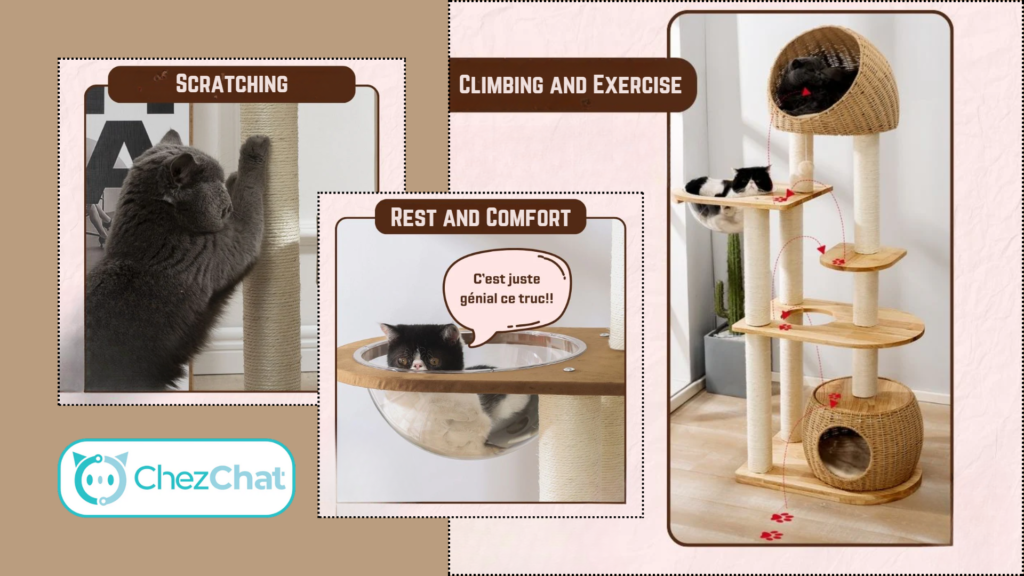 Key Functions of a Cat Tree (Arbre à Chat): scratching, rest and comfort, climbing and exercise