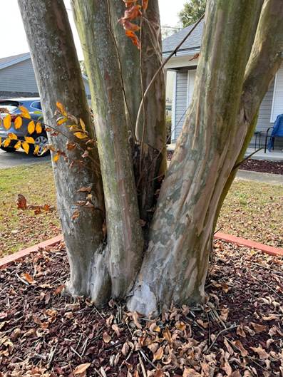 Incorporate Mature Trees into Your Landscape Design