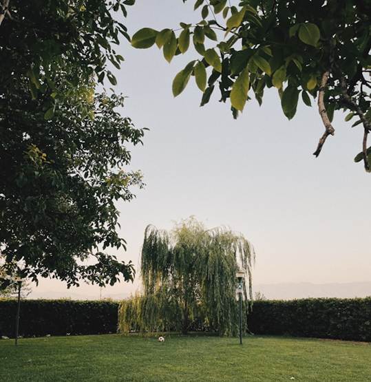 tree trimming 