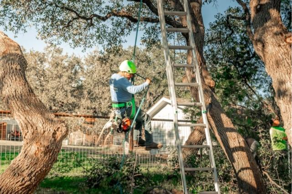 Impact of overgrown trees