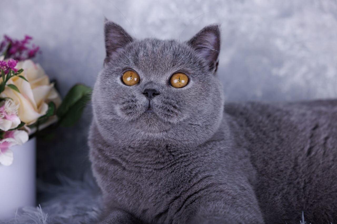  Right Pet for Apartment Living