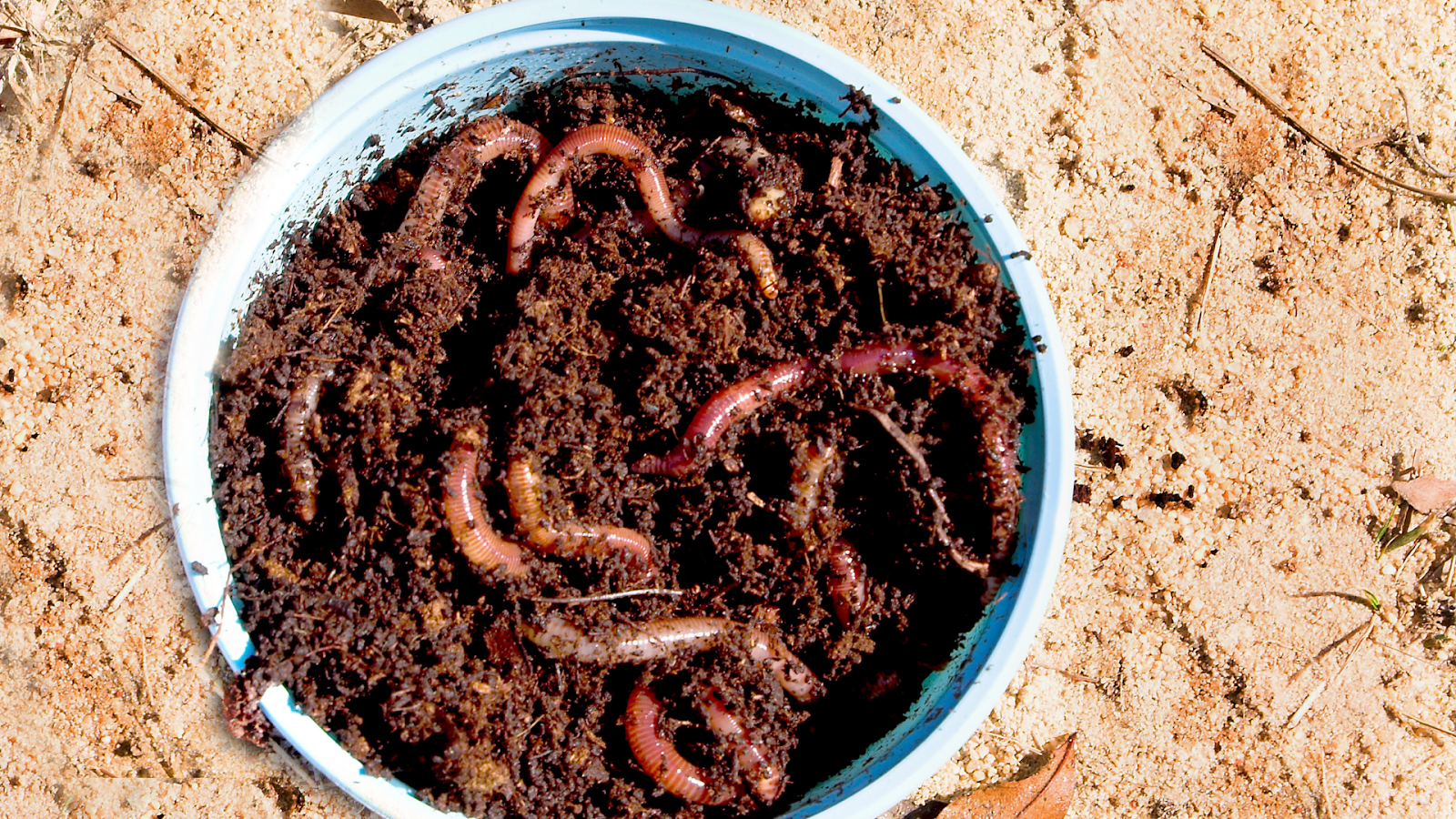  Choosing the Right Fishing Baits and Lures