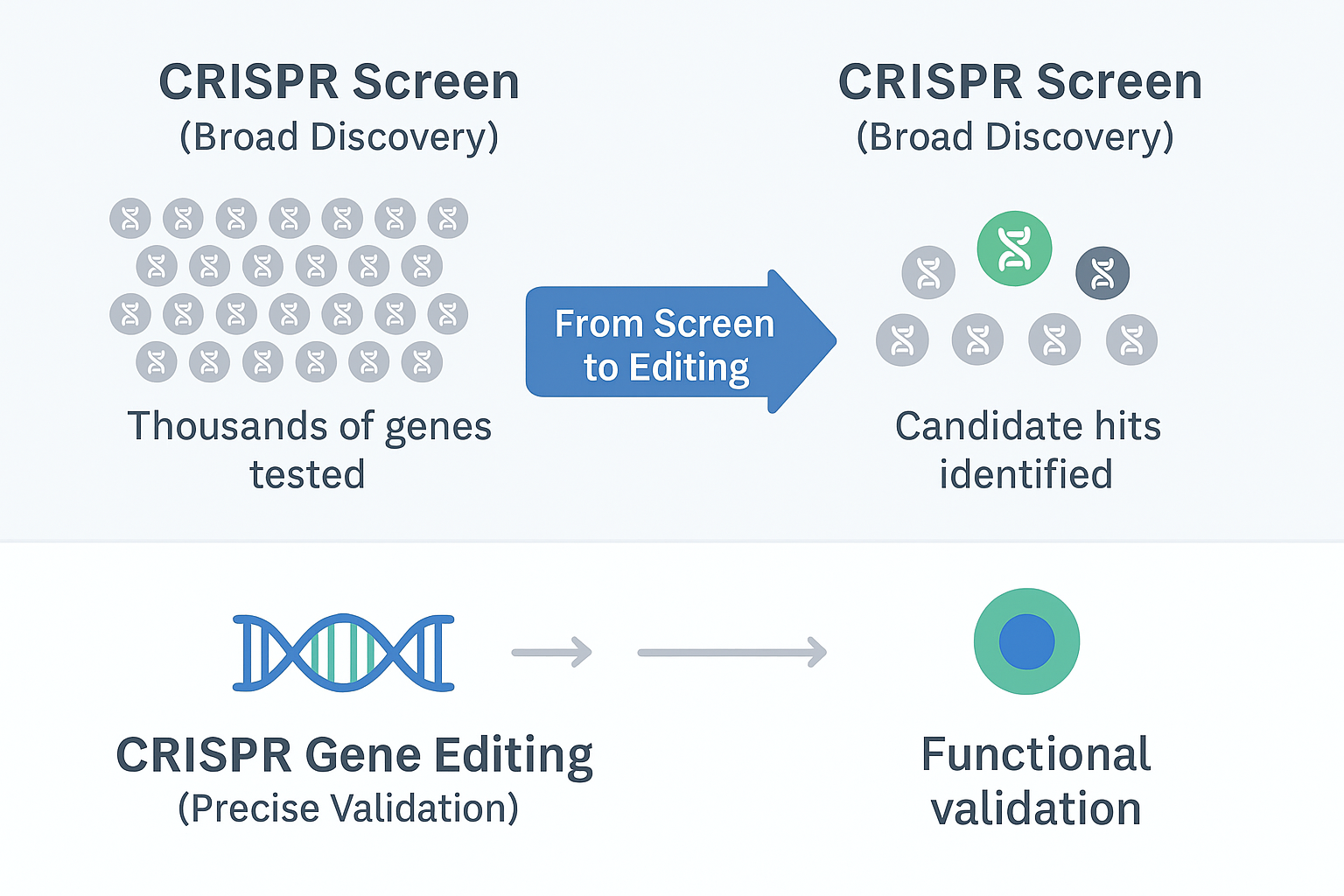 Gene Function and Pathways with CRISPR Gene Editing