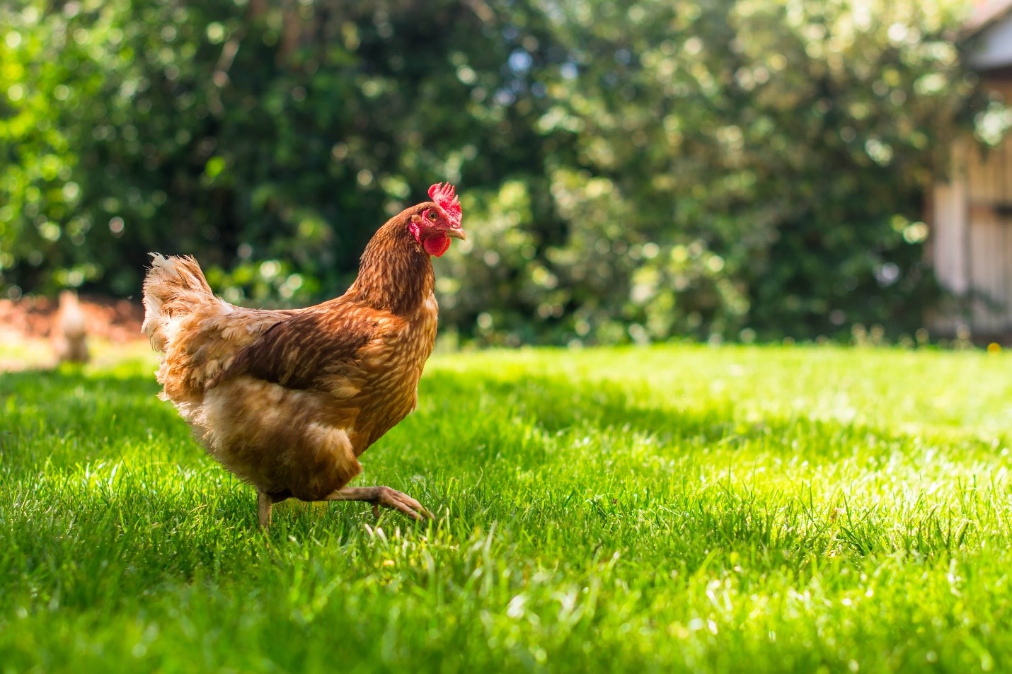 Brandy Hales Poultry Health and Welfare: The Key to Thriving Birds and Successful Farming