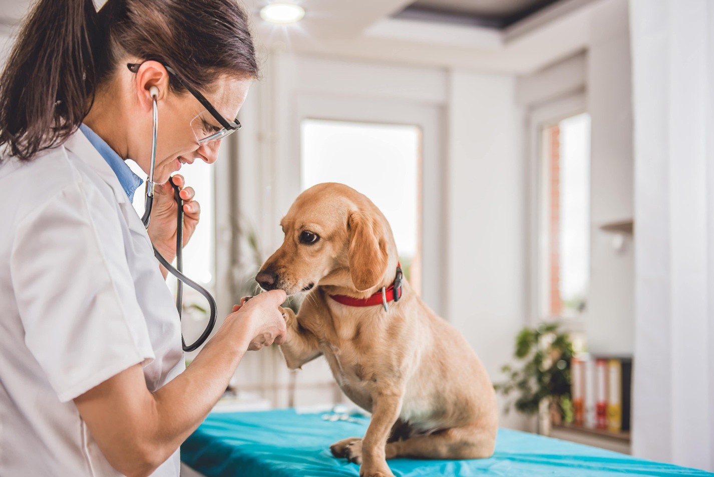 Cynthia Maro Canine Cancer Breakthroughs: New Treatments That Are Extending Dogs' Lives