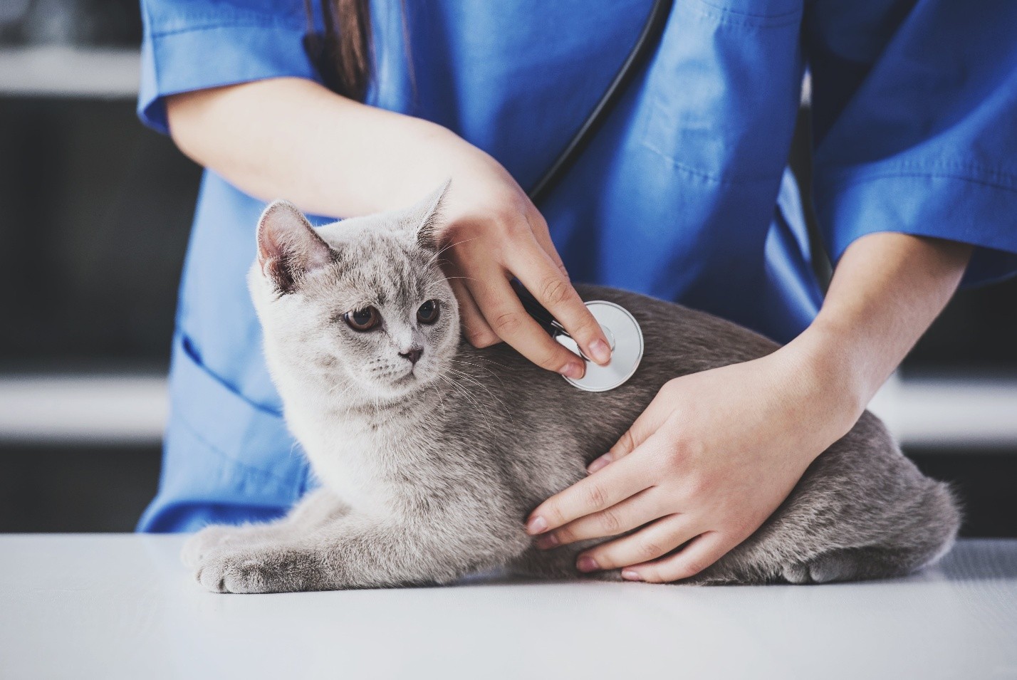Cynthia Maro Pittsburgh Understanding Zoonotic Diseases and What Pet Owners Should Know