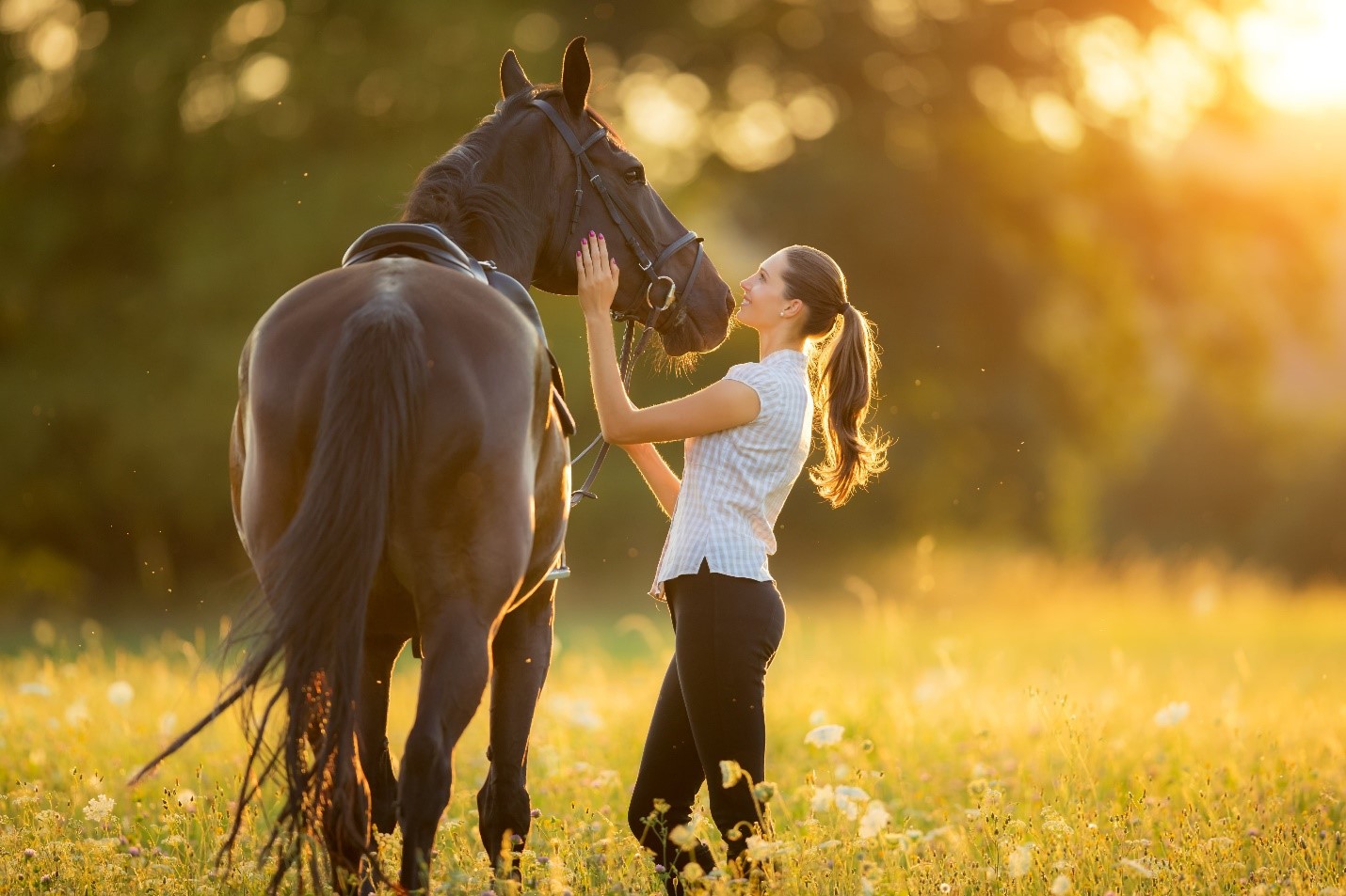 Freddie Vasquez Equestrian Reviews: Understanding the Financial Investment Behind Buying a Competition Horse