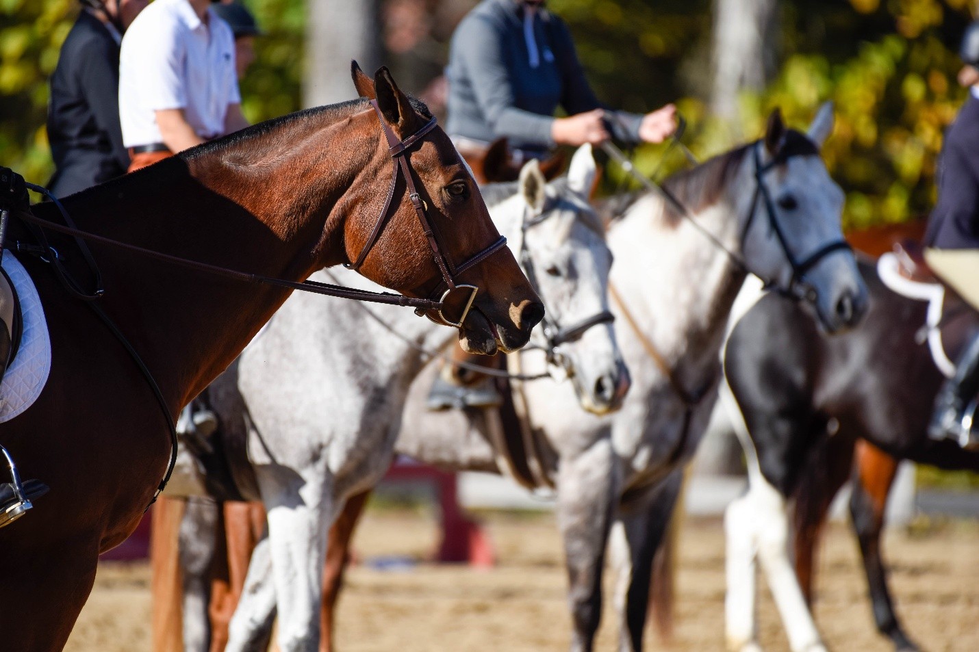 Freddie Vasquez equestrian reviews Mental Fitness for Horses