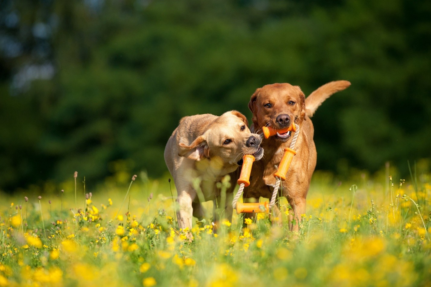 Garrick Mijares How the ASPCA Shapes Animal Welfare Policy