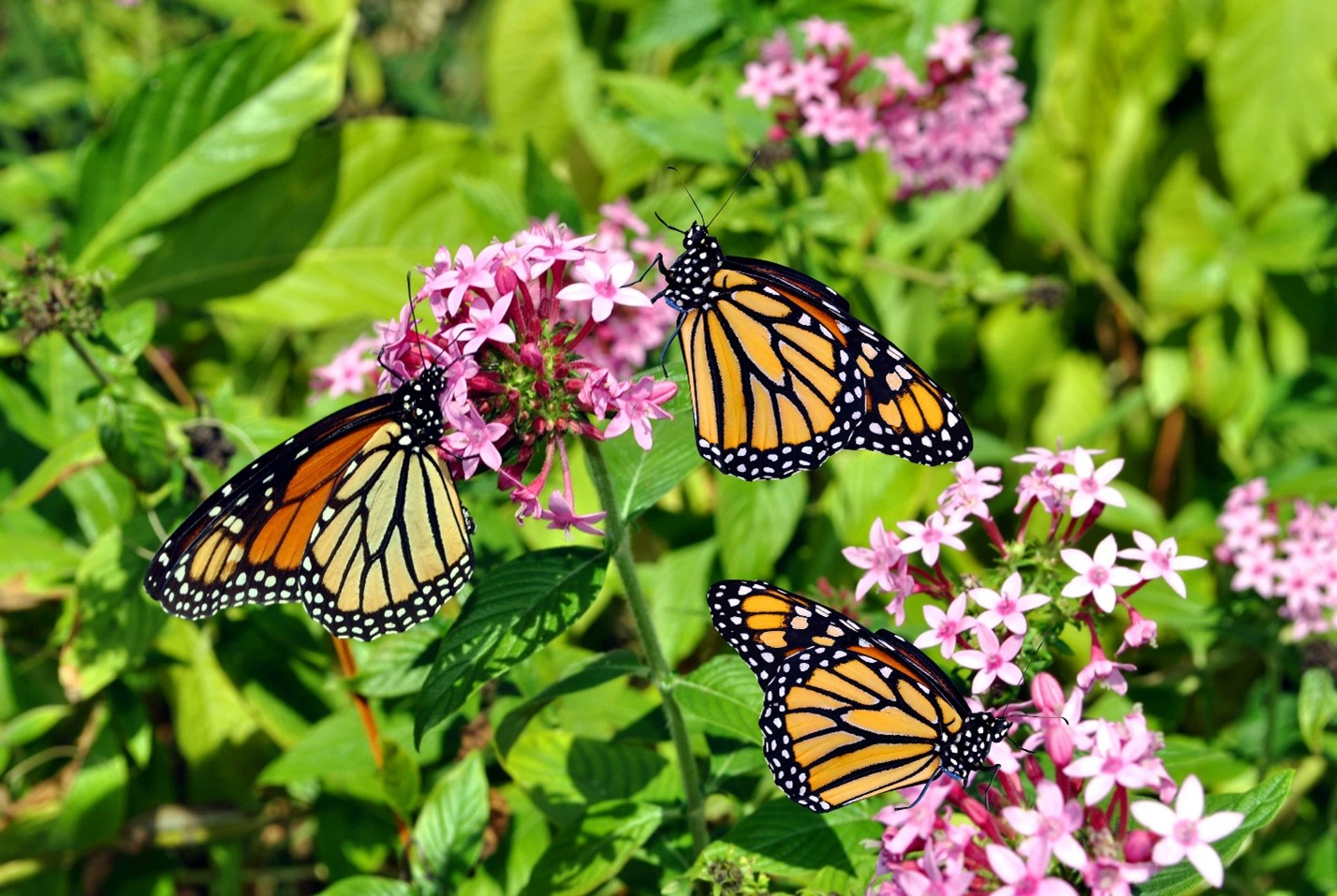Gerrick Mijares of California, the effort to save monarch butterflies symbolizes a larger commitment to environmental stewardship and resilience.